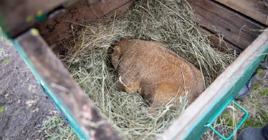 Харьковский сурок Тимко спрогнозировал приход весны через шесть недель