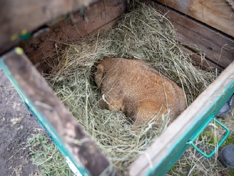 Харківський бабак Тимко 