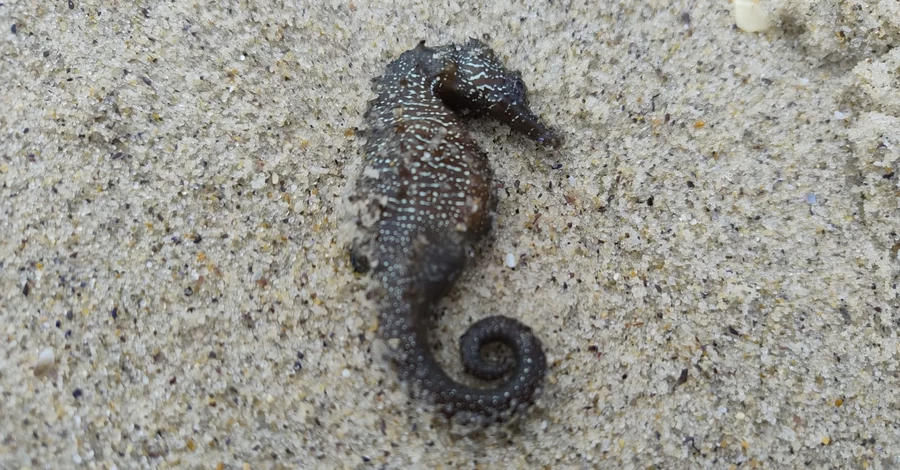 Науковці пояснили, чому на узбережжя Одеси масово викинулися червонокнижні морські коники