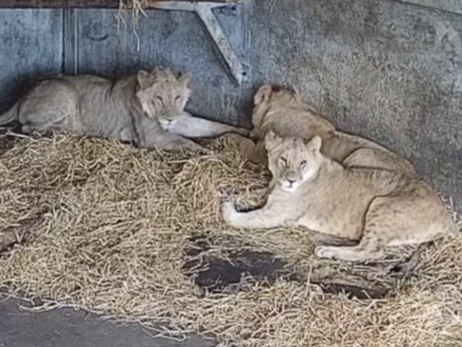 Зоозащитники показали, как украинские львы обосновались в Англии