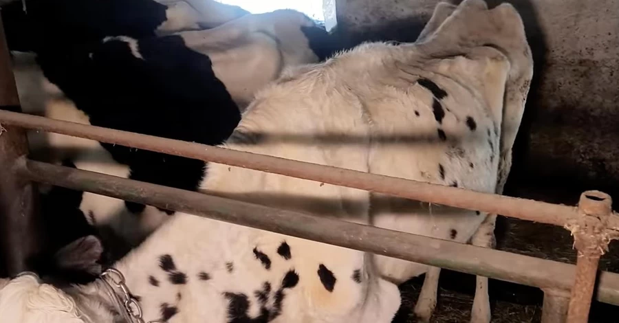 Рейдери продовжують знущатися над тваринами на ДП 