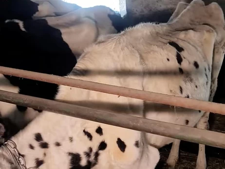 Рейдеры продолжают издеваться над животными на ГП 