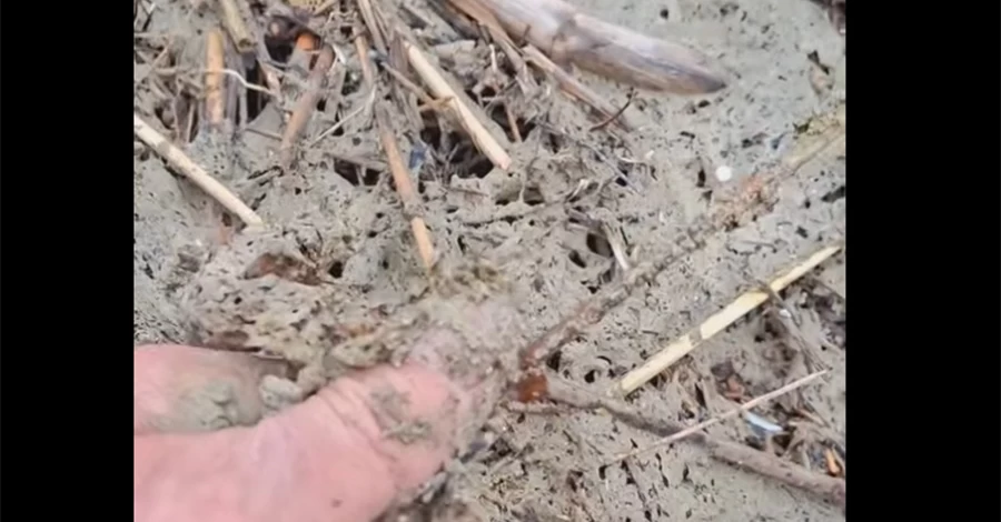 Побережье Одесской области загрязнено маслом – ее выбрасывает из моря после российских обстрелов