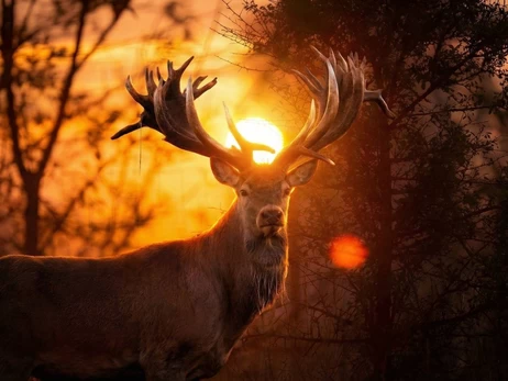 На Київщині браконьєр вбив оленя з Книги рекордів України