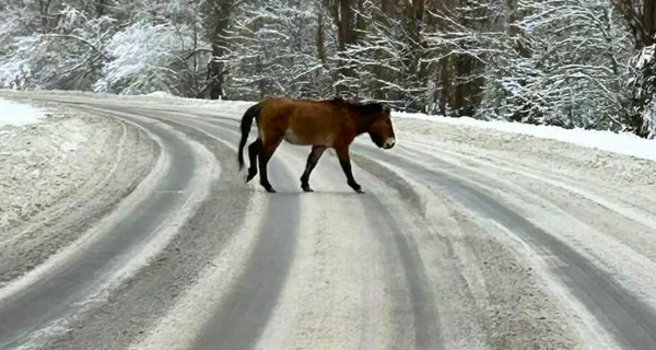 Ученые показали редкого коня, переходившего дорогу в Чернобыле