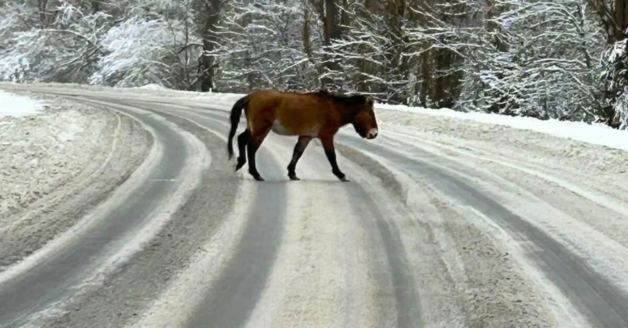 Науковці показали рідкісного коня, що перетинав дорогу на Чорнобильщині