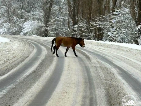 Науковці показали рідкісного коня, що перетинав дорогу на Чорнобильщині