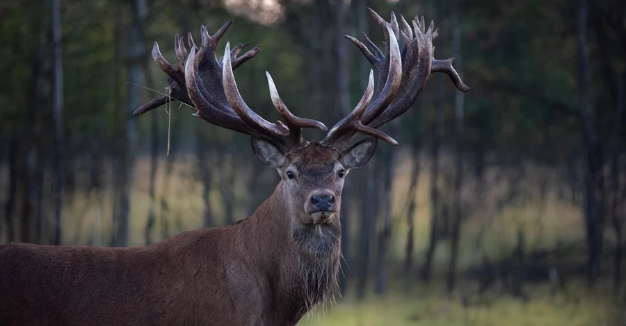 Владелец застреленного оленя-чемпиона Руни: Это было заказное убийство