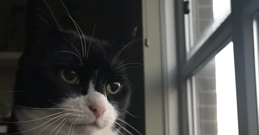 В Великобритании умер кот Палмерстон, который работал в МИД