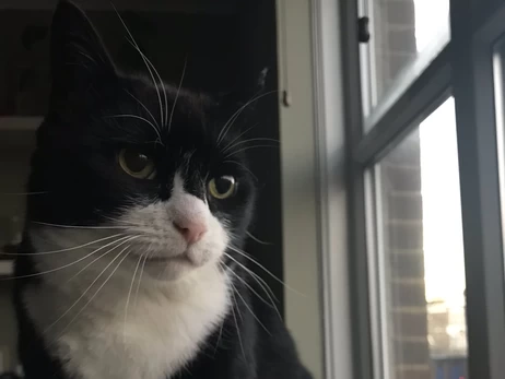 В Великобритании умер кот Палмерстон, который работал в МИД