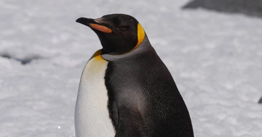 Полярники зустріли рідкісного королівського пінгвіна біля 