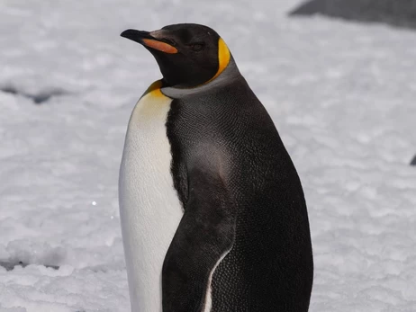 Полярники зустріли рідкісного королівського пінгвіна біля 