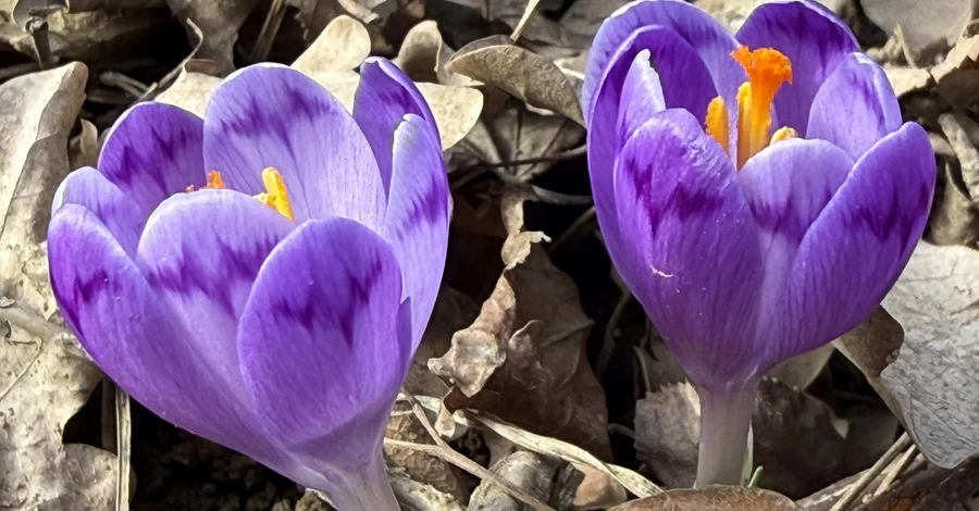 На Закарпатті почали розцвітати червонокнижні шафрани 