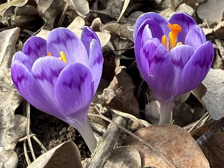 На Закарпатье начали расцветать краснокнижные шафраны 