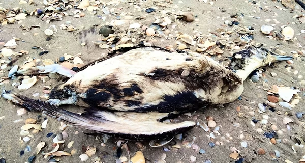 Еколог Іван Русєв: Через розлив олії в Чорному морі загинуло близько 5 тисяч птахів