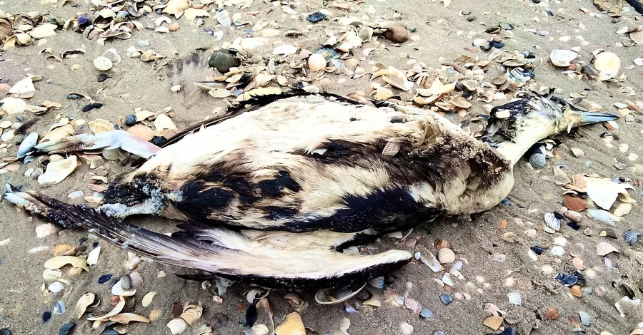 Еколог Іван Русєв: Через розлив олії в Чорному морі загинуло близько 5 тисяч птахів