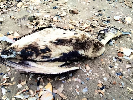 Еколог Іван Русєв: Через розлив олії в Чорному морі загинуло близько 5 тисяч птахів