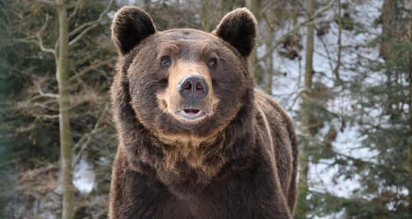 Весна уже близко: в парке «Синевир» проснулись медведи, а в Украину летят аисты