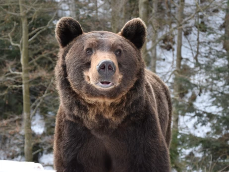 Весна вже близько: у парку «Синевир» прокинулися ведмеді, а в Україну летять лелеки