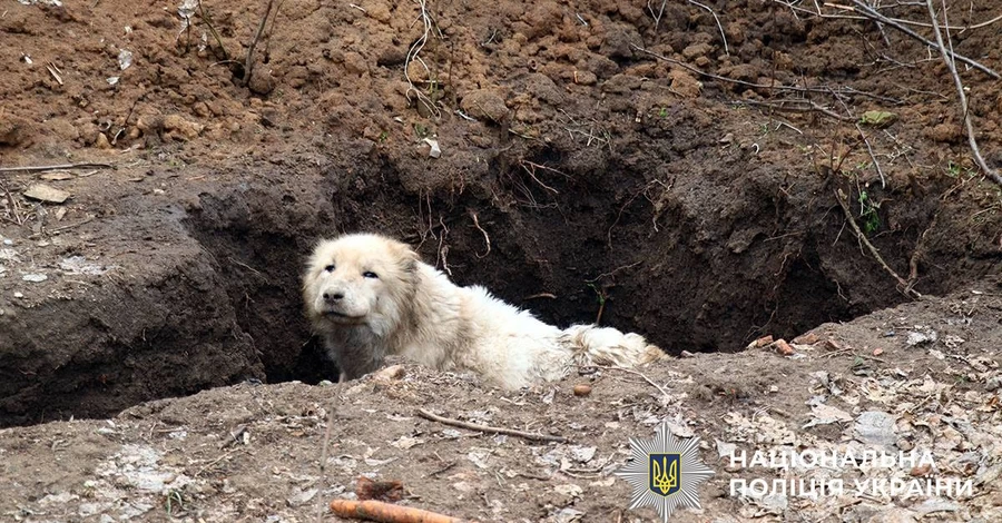 Волонтеры эвакуировали алабая, которого владельцы оставили под обстрелами в Дружковке