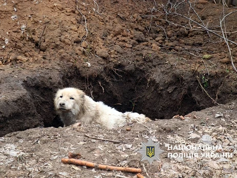 Волонтери евакуювали алабая, якого власники покинули під обстрілами у Дружківці