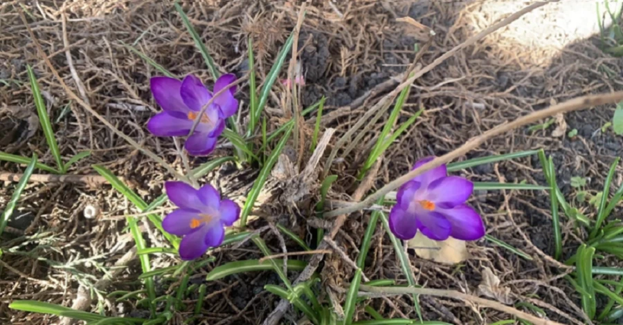 Остались две самые холодные ночи - прогноз погоды в Украине на выходные