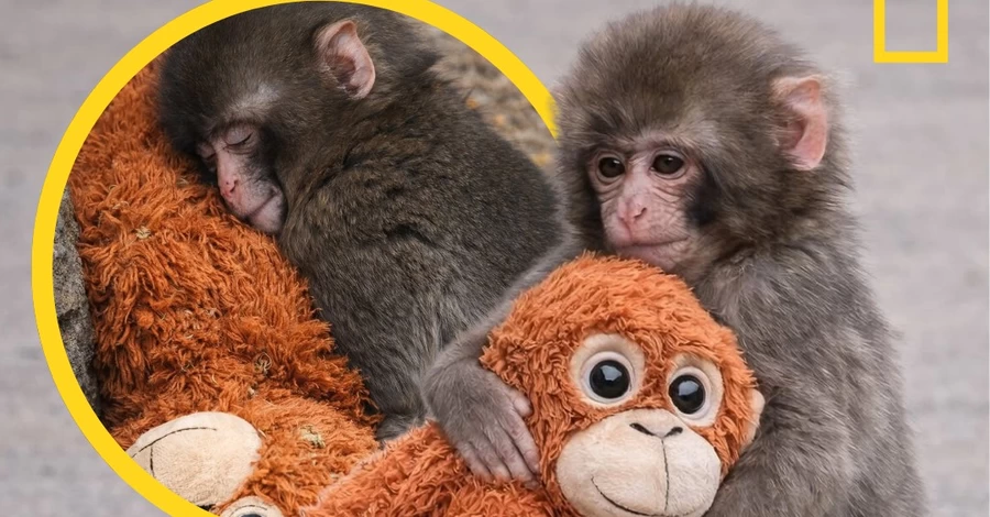 Брошенная мамой обезьянка из Японии, история которой тронула миллионы людей, нашла друзей