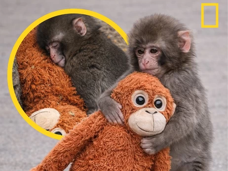 Кинута мамою мавпочка з Японії, історія якої торкнулася мільйонів людей, знайшла друзів