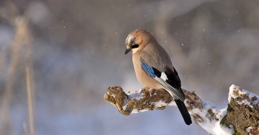 В Украину снова идет похолодание, но серьезных морозов уже не будет - прогноз погоды на 24 февраля