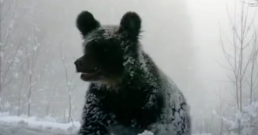 У Карпатах у фотопастку потрапила ведмедиця з дитинчатами