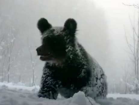 В Карпатах фотоловушки сняли медведицу с детенышами, гуляющими по заснеженному лесу