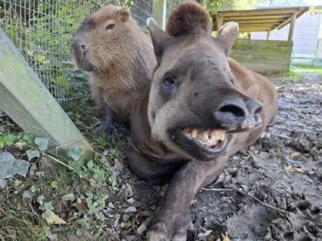 В Ньюквейском зоопарке тапира и капибара усыпили в один день, чтобы друзья не чувствовали себя одинокими