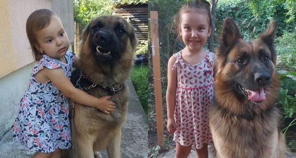 Собака-герой із Миколаєва: вівчарка врятувала господарів під час прильоту «Іскандера»