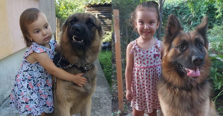 Собака-герой из Николаева: овчарка спасла хозяев во время прилета «Искандера»