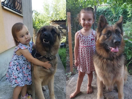 Собака-герой із Миколаєва: вівчарка врятувала господарів під час прильоту «Іскандера»