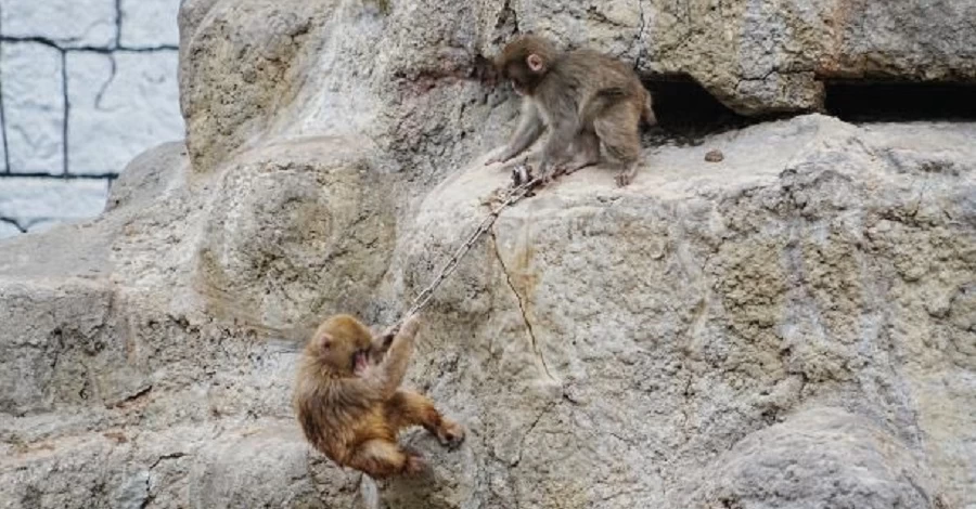 Мавпеня Панч бавиться зі своїми друзями - працівники зоопарку показали нове відео