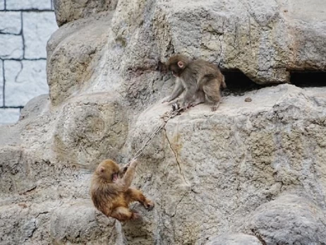 Обезьянка Панч играет со своими друзьями - сотрудиники зоопарка показали новое видео