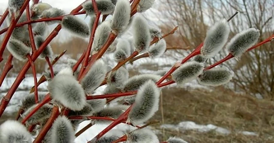 1 березня – як точка опори: чому ми так чекаємо на весну