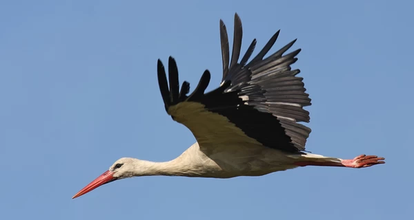 Наши «африканцы» уже в пути: когда прилетят аисты и кто первым занимает гнездо