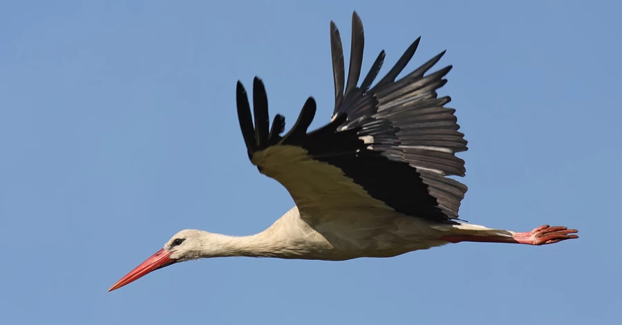 Наші «африканці» вже в дорозі: коли прилетять лелеки і хто першим займає гніздо