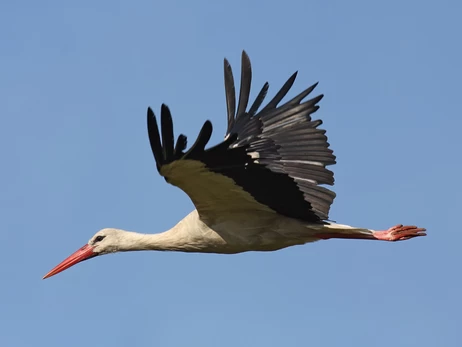 Наші «африканці» вже в дорозі: коли прилетять лелеки і хто першим займає гніздо