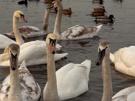 В Киеве стая лебедей заполонила набережную Оболони
