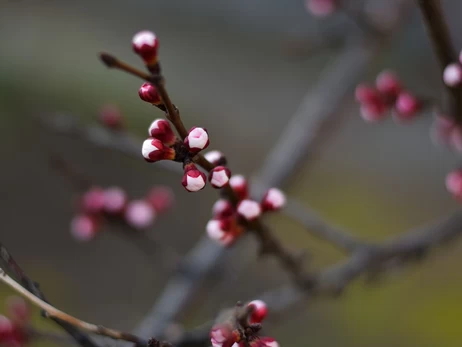 В Україну йде потепління, 1 березня синоптики очікують до +13