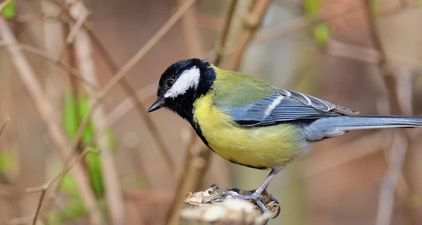 В Украине 2 марта по всей стране будет тепло, в некоторых областях до +13