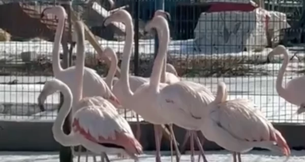 Зоопарк Славянска эвакуируют в Полтавскую область из-за войны