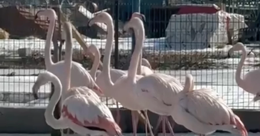 Зоопарк Славянска эвакуируют в Полтавскую область из-за войны