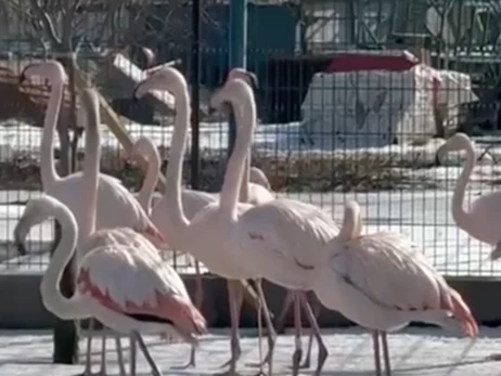 Зоопарк Слов’янська евакуюють до Полтавської області через війну