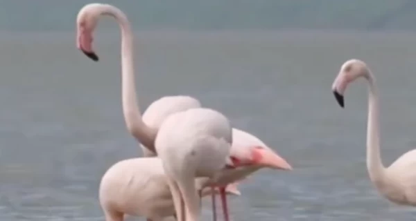 Розовые фламинго вновь вернулись на 