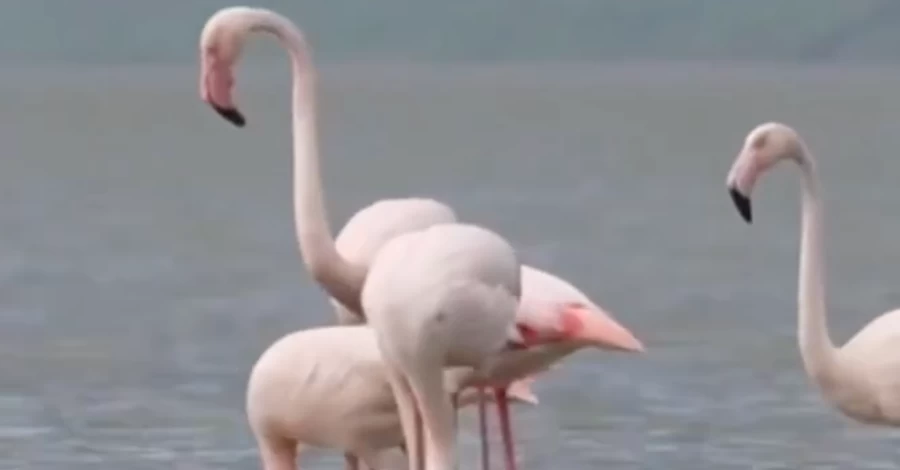 Рожеві фламінго знову повернулися до 