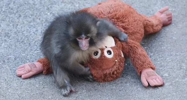 В сети пишут, что Панча собираются разлучить с его игрушкой: правда ли это